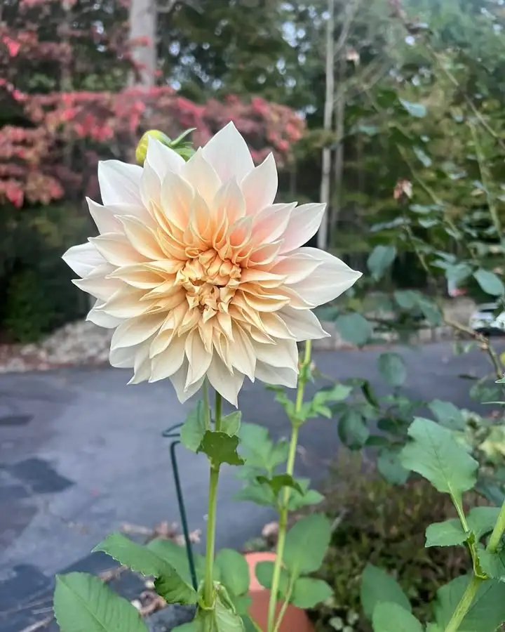 I actually have a cafe au lait dahlia blooming in my garden!!!